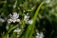 一番好きな花 一番好きな花