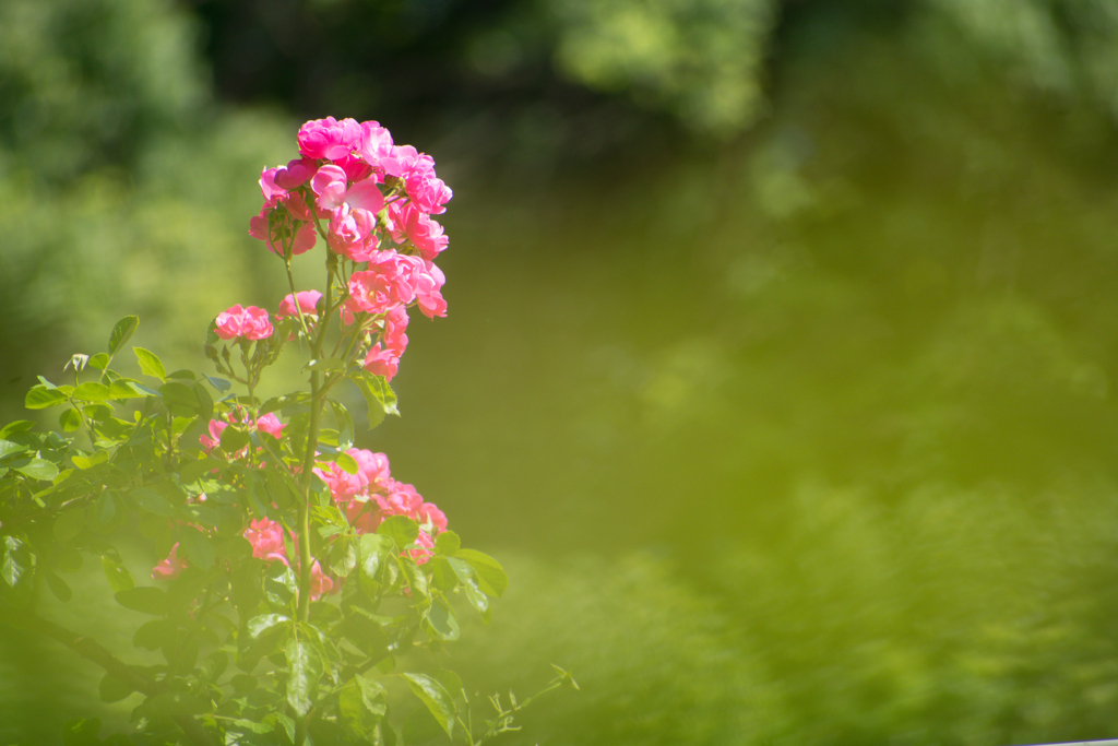 休園後の薔薇園１