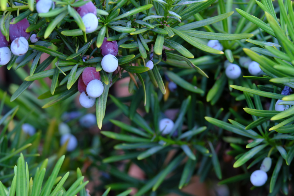 秋の植え込み