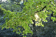 小石川後楽園　秋の陽差し