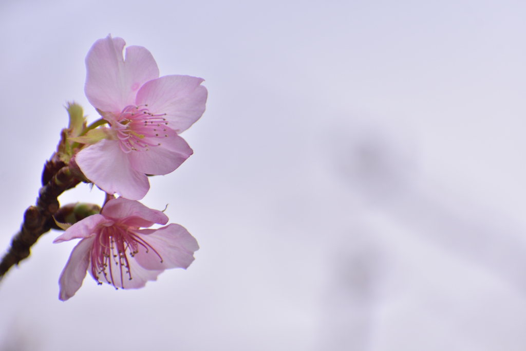 柏の葉公園の河津桜