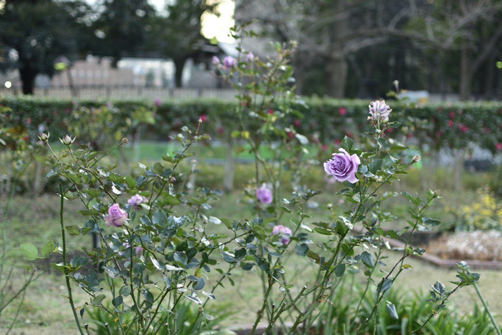 日比谷公園の薔薇