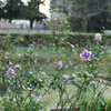 日比谷公園の薔薇