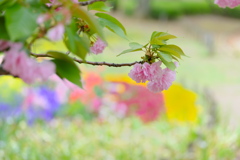 公園の八重桜