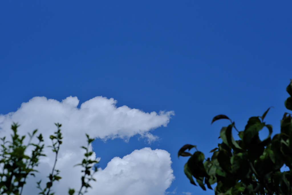 初夏の空