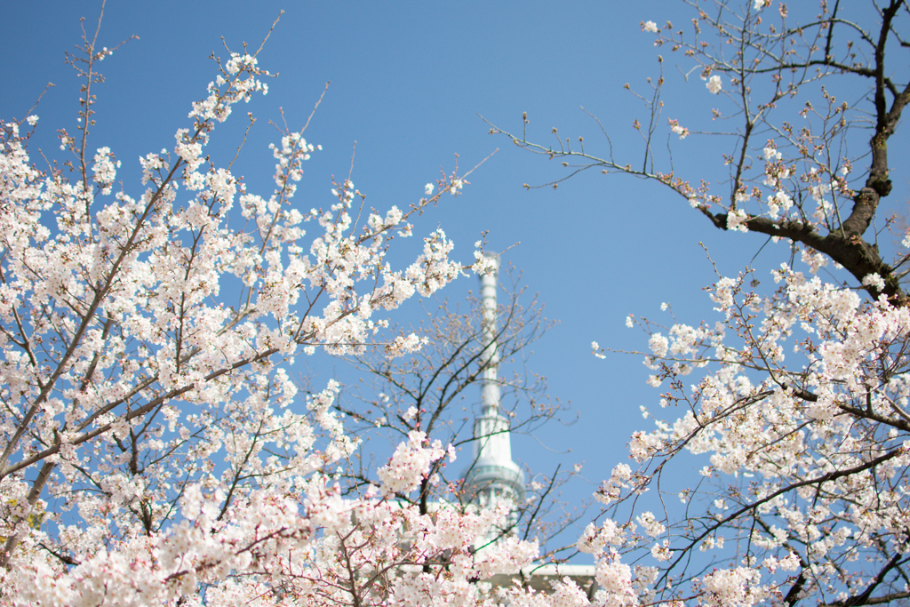 桜とスカイツリー