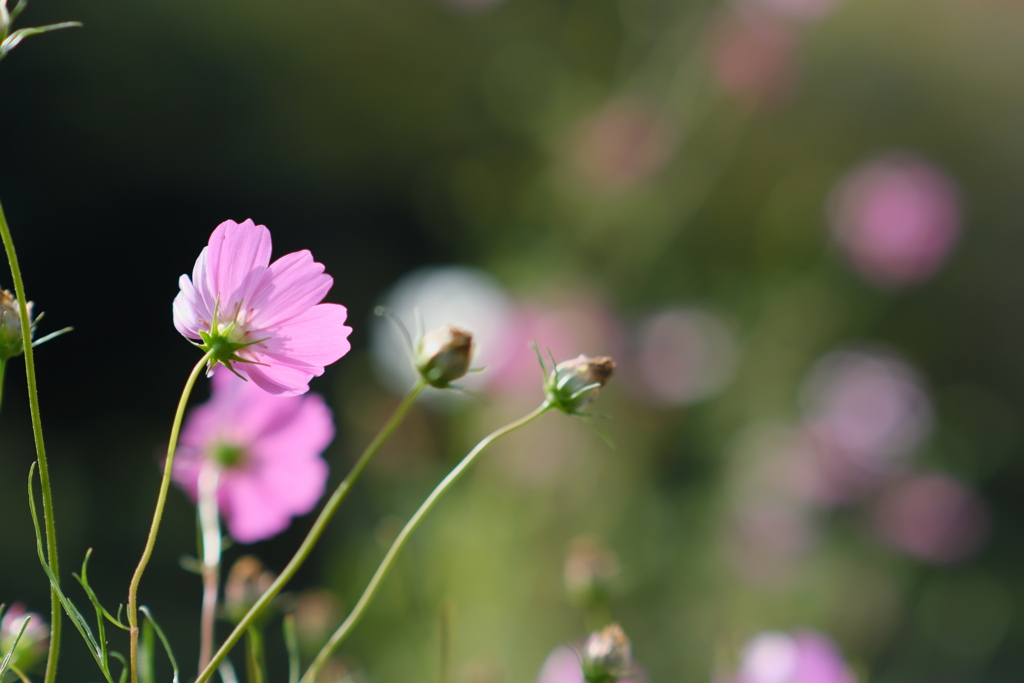 秋の花壇・３
