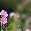 秋の花壇・３