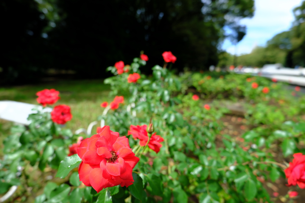 公園の薔薇