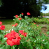 公園の薔薇