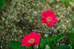 花壇の花3