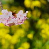 菜の花をバックに