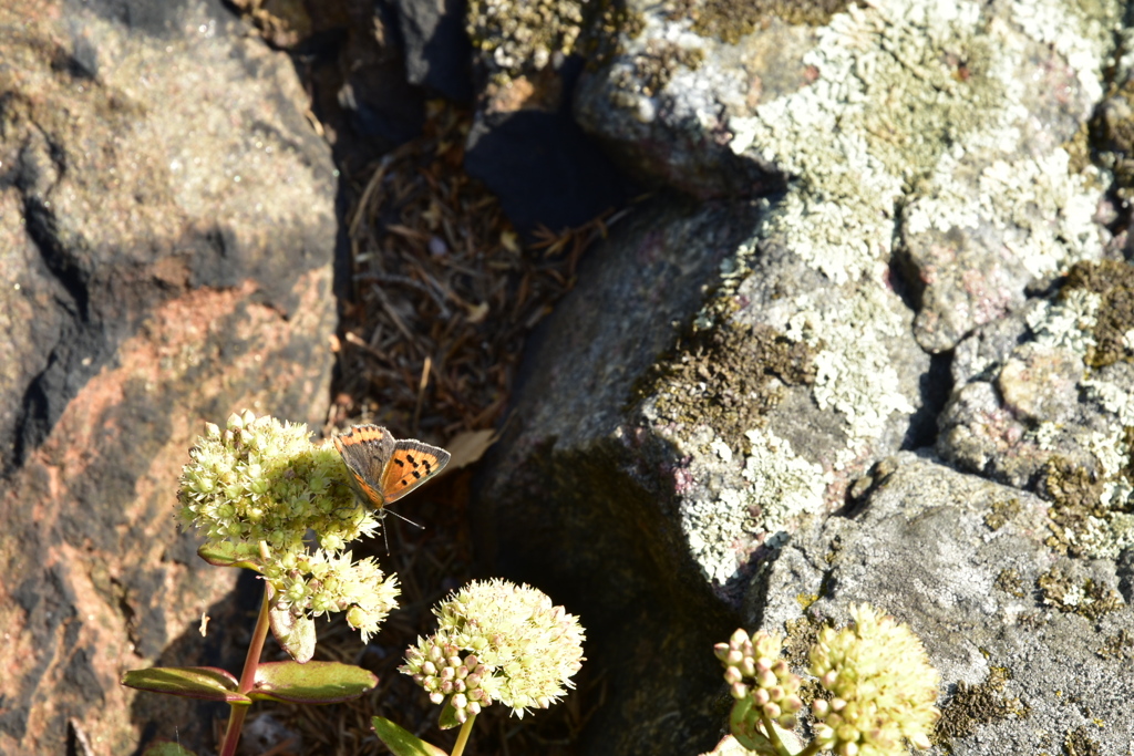 島で見た蝶 Alakari Finland
