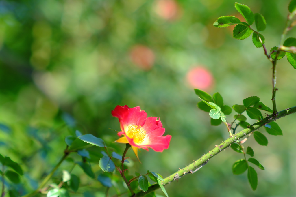 薔薇の綺麗なお宅