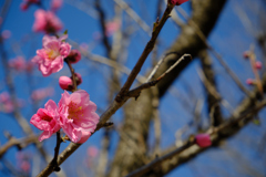 ハナモモ開花