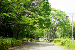 緑あふれる歩道