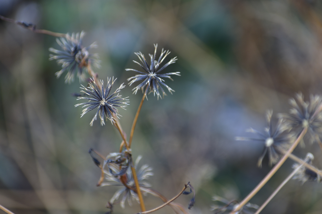 冬の花火