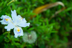 好きな花