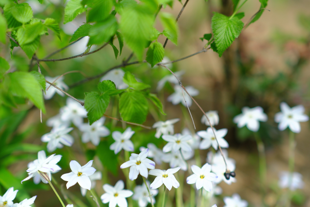 道端の花壇の春