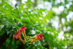 ノウゼンカズラ ノウゼンカズラ