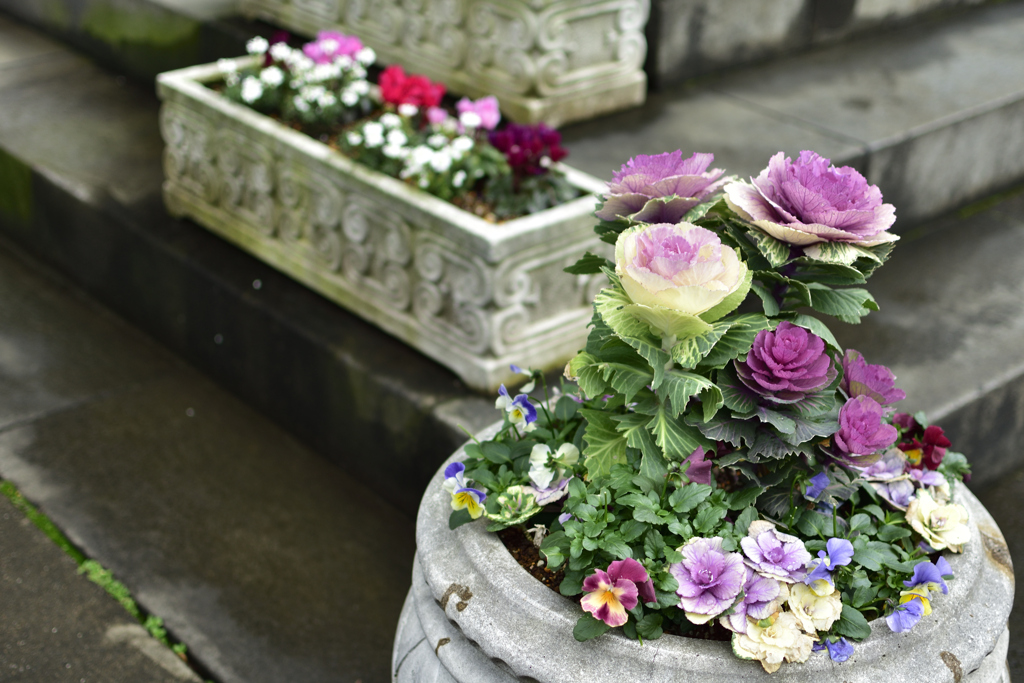聖堂の花壇