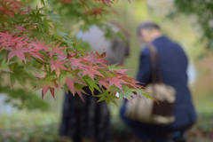 紅葉楽しむ