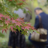 紅葉楽しむ
