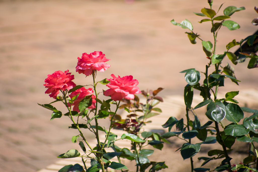 薔薇園の薔薇