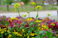 花壇の菜の花
