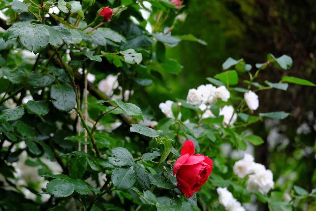 薔薇と雫