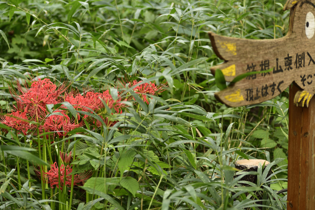箱根山案内板