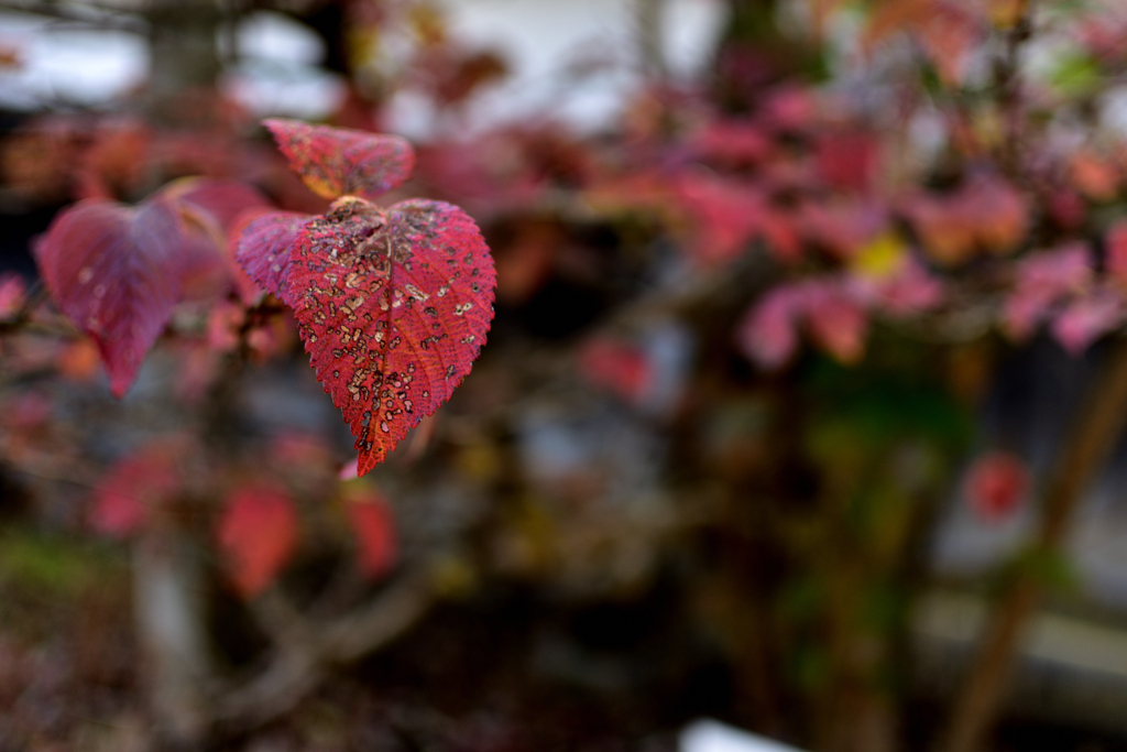 中庭の紅い葉