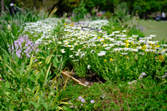 公園の花壇２