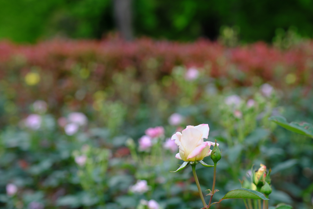 西洋庭園の薔薇