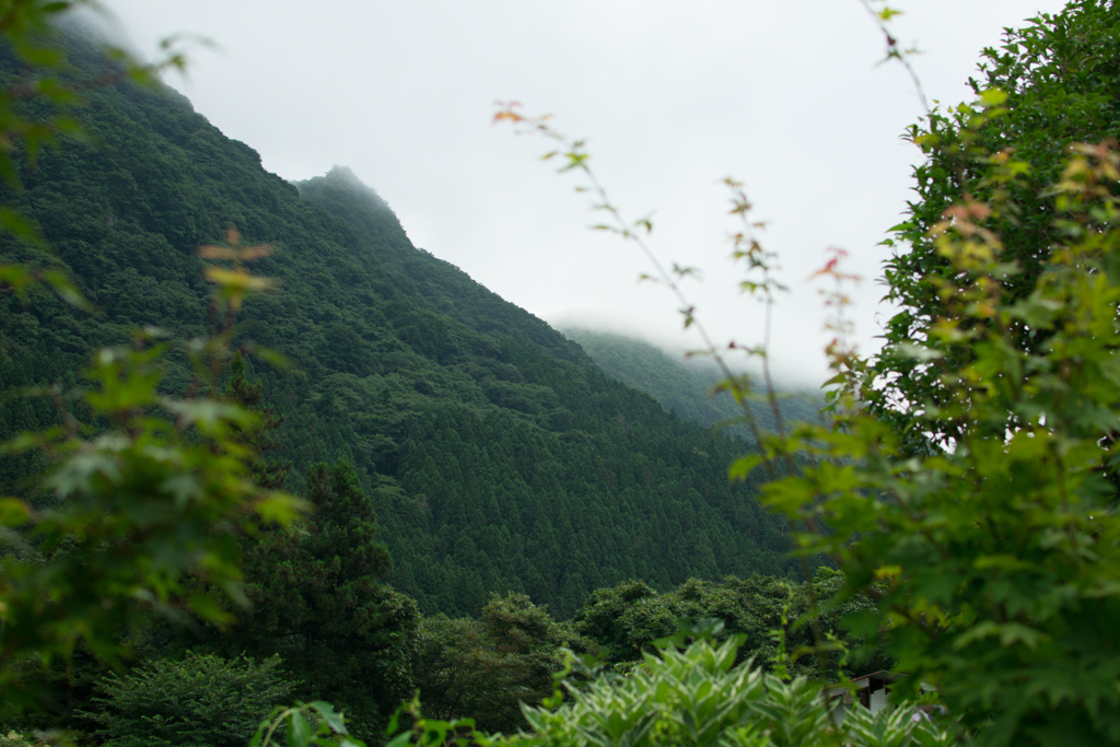 朝霧の降りる山肌