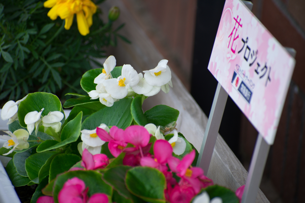 花プロジェクト