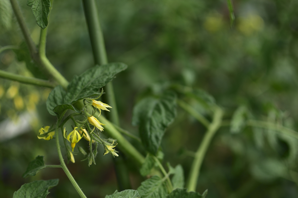 トマトの花