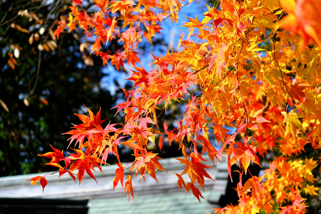 諏訪大社の紅葉