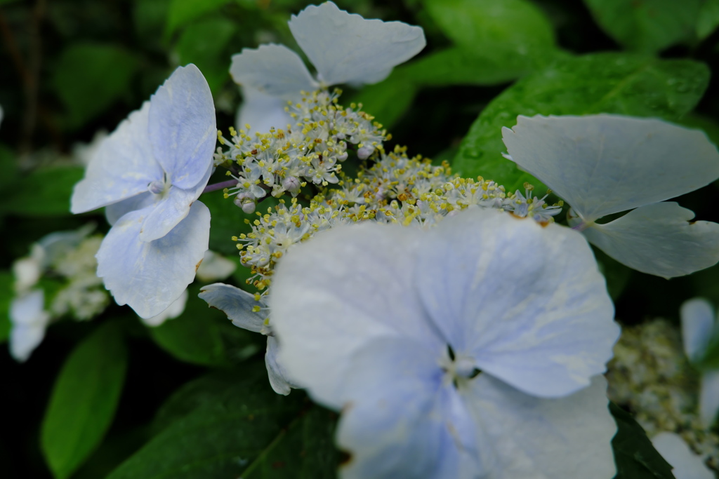 温室の紫陽花