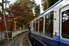 お座トロ列車に紅葉映る