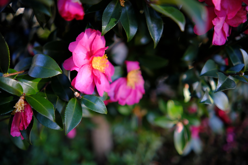 山茶花
