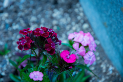 花壇の花２
