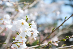 お花見散歩２