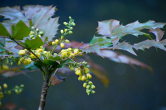 ヒイラギナンテン