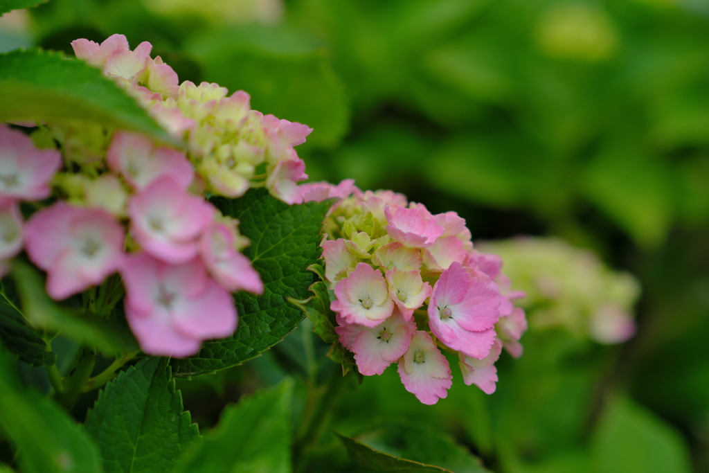 きょうりゅう公園の紫陽花