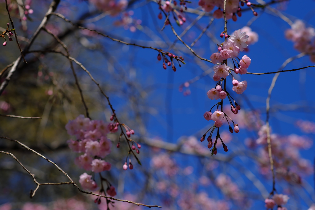 枝垂れ桜