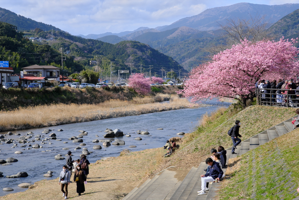 満開の川辺