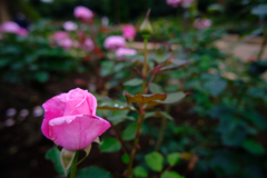 西洋庭園の薔薇