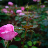 西洋庭園の薔薇