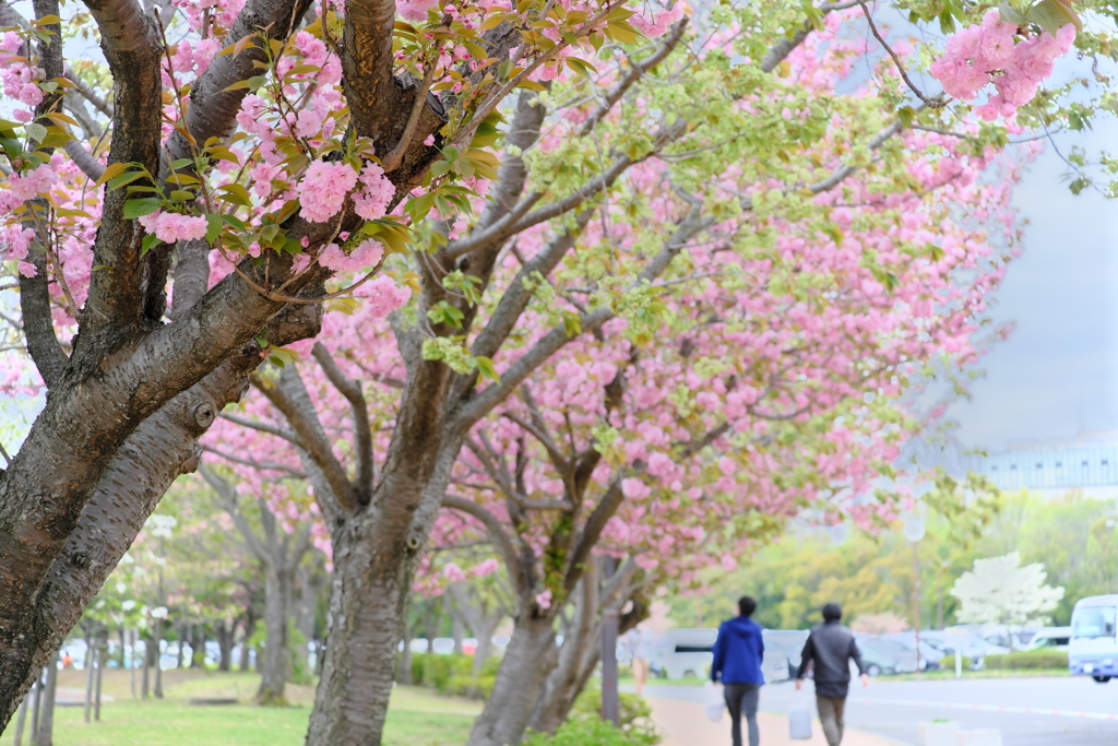 八重桜が咲く公園
